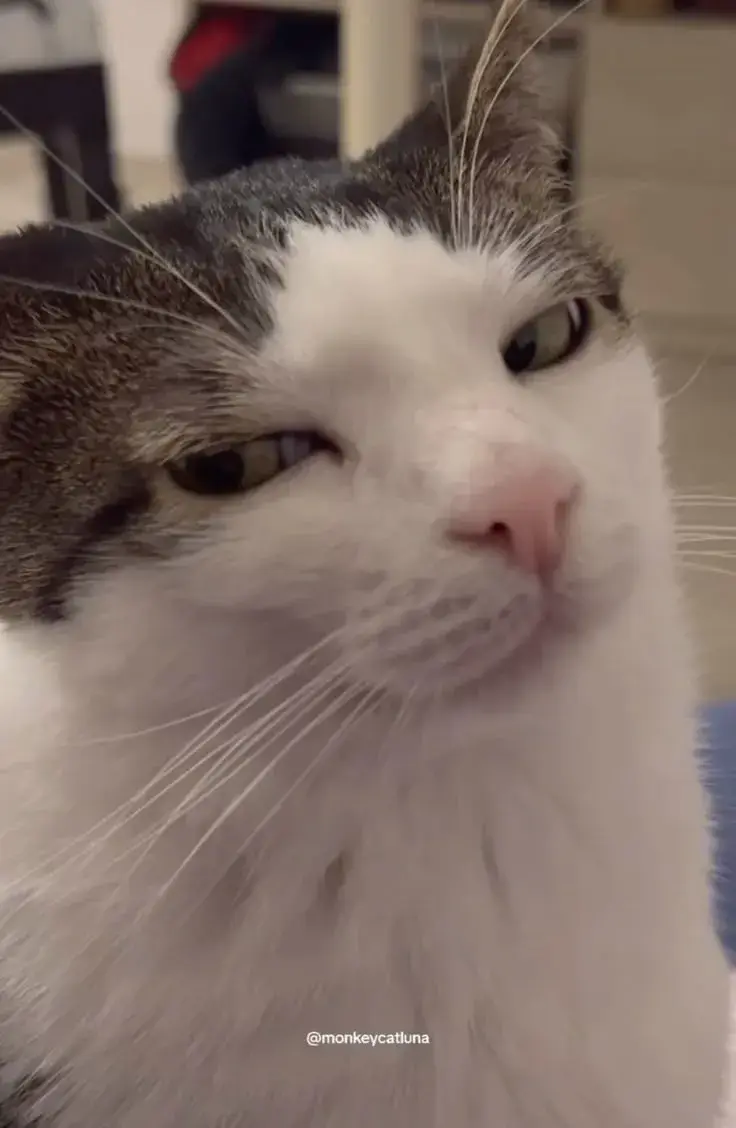 Hình mèo lườm mắt ánh nhìn lạnh lùng cực chất