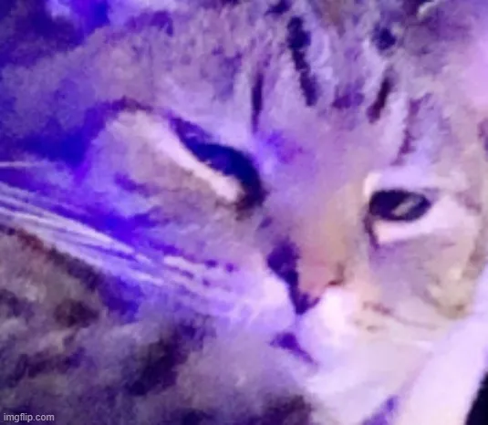 Meme mèo lườm mắt biểu cảm giận dữ cực đáng yêu