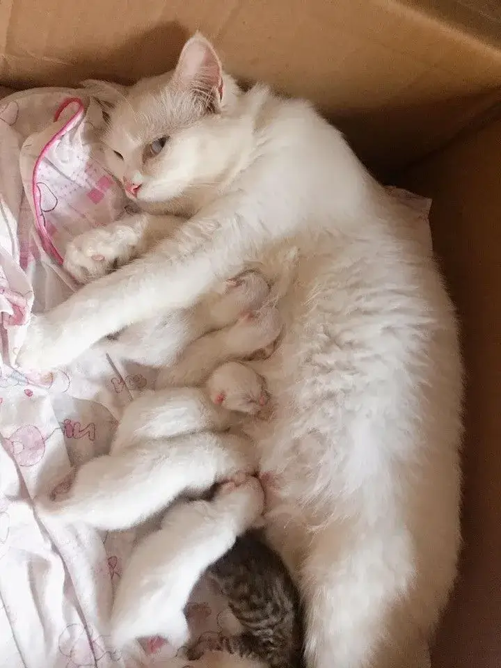 Hình mèo liếc mắt khuôn mặt lạnh lùng cực bá đạo