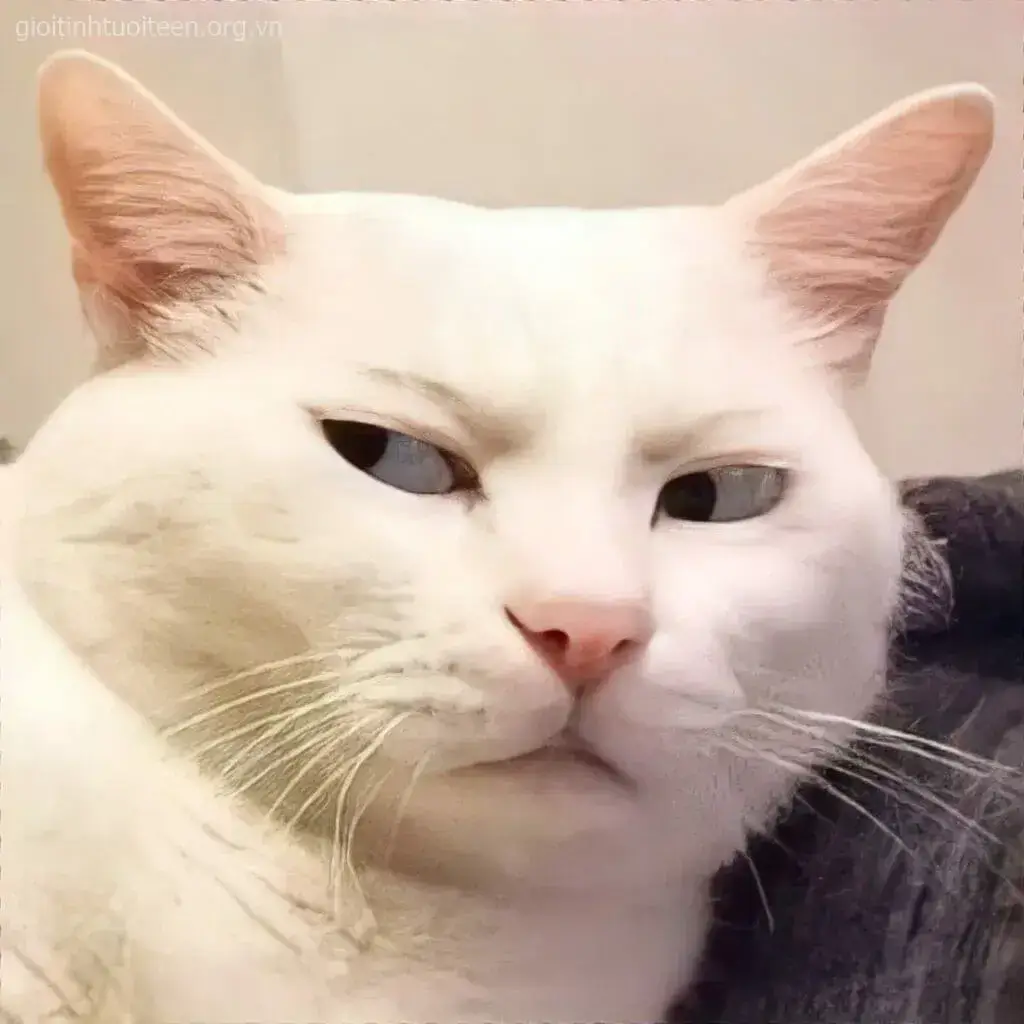 Hình mèo lườm mắt khuôn mặt khinh bỉ cực bá đạo