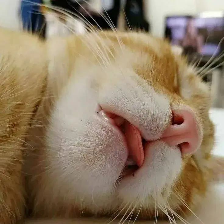 Hình mèo mệt mỏi chống cằm, ánh mắt buồn rầu ngộ nghĩnh