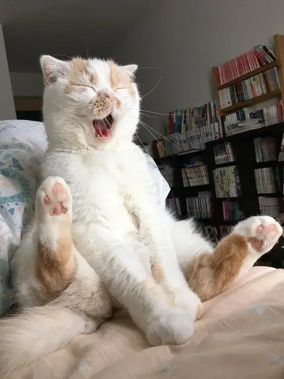 Ảnh mèo mệt mỏi ngáp dài, dáng vẻ uể oải cực đáng yêu