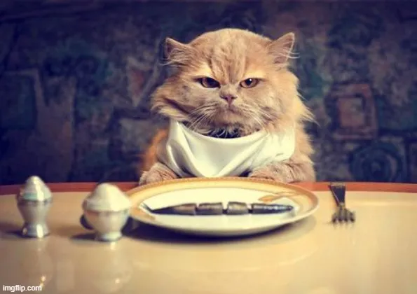 Meme mèo hết pin, dáng vẻ ngơ ngác buồn cười không chịu nổi