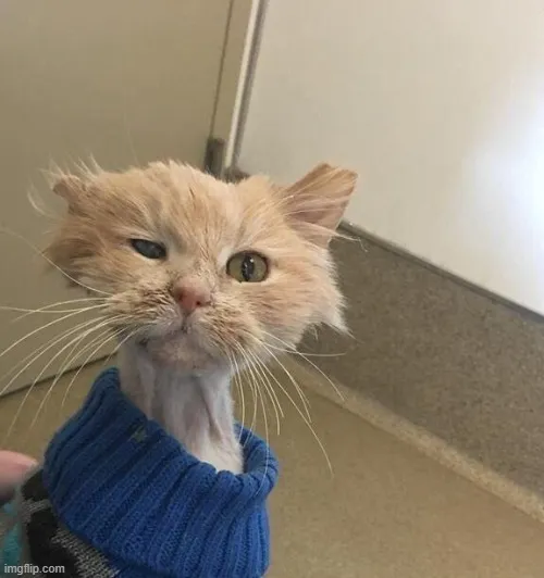 Meme mèo lờ đờ, dáng vẻ hết sức buồn cười đáng yêu