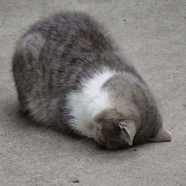 Hình mèo nằm dài bất động, ánh mắt đầy chán chường