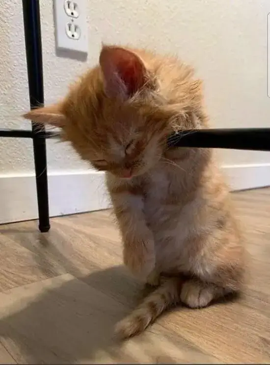 Hình mèo mệt mỏi thẫn thờ, biểu cảm cực kỳ buồn cười