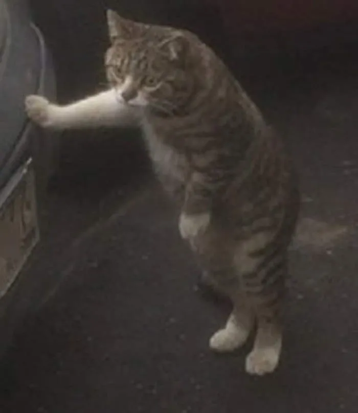 Hình mèo lờ đờ nằm dài, dáng vẻ mệt mỏi khó cưỡng