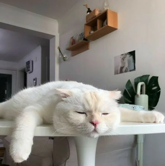 Meme mèo uể oải ngồi thừ ra, ánh mắt cạn kiệt