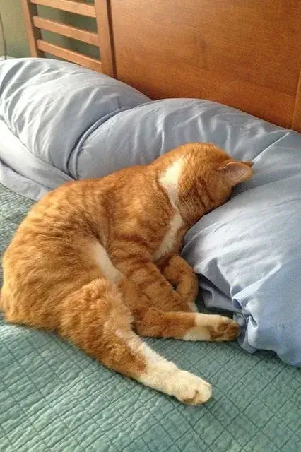 Meme mèo hết pin, gương mặt rệu rã buồn cười khó tả