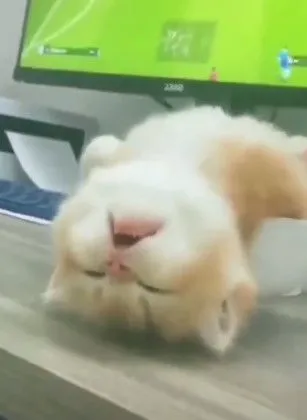 Meme mèo mệt mỏi lờ đờ, dáng vẻ cực kỳ buồn cười