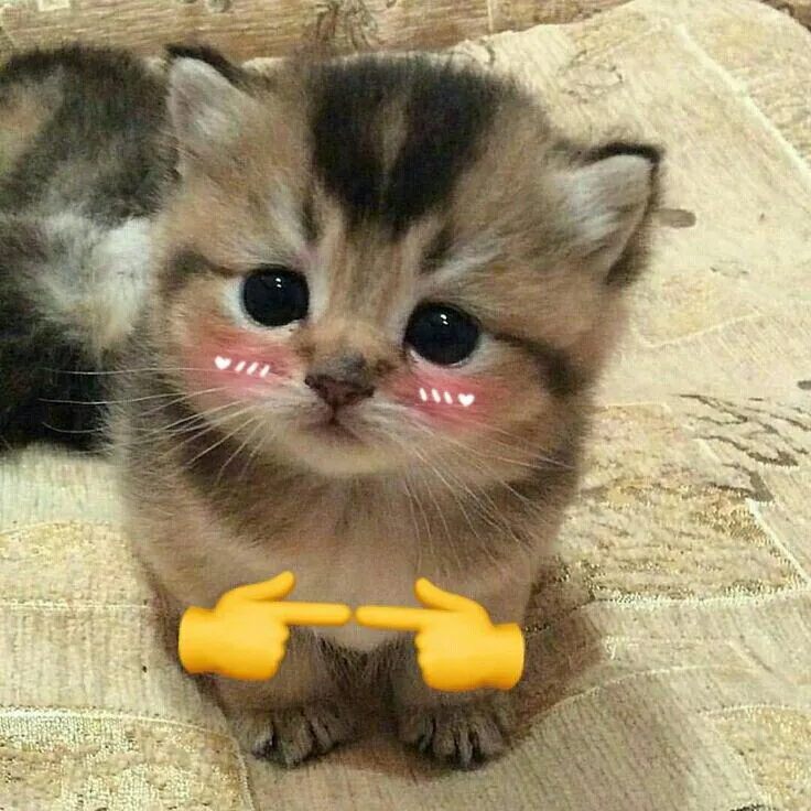 Meme mèo ngại ngùng dễ thương cực kỳ đáng yêu