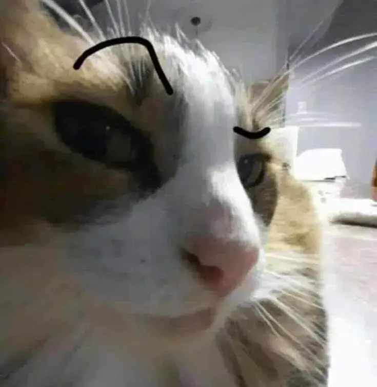 Meme mèo phán xét biến khoảnh khắc nhạt nhẽo thành vui