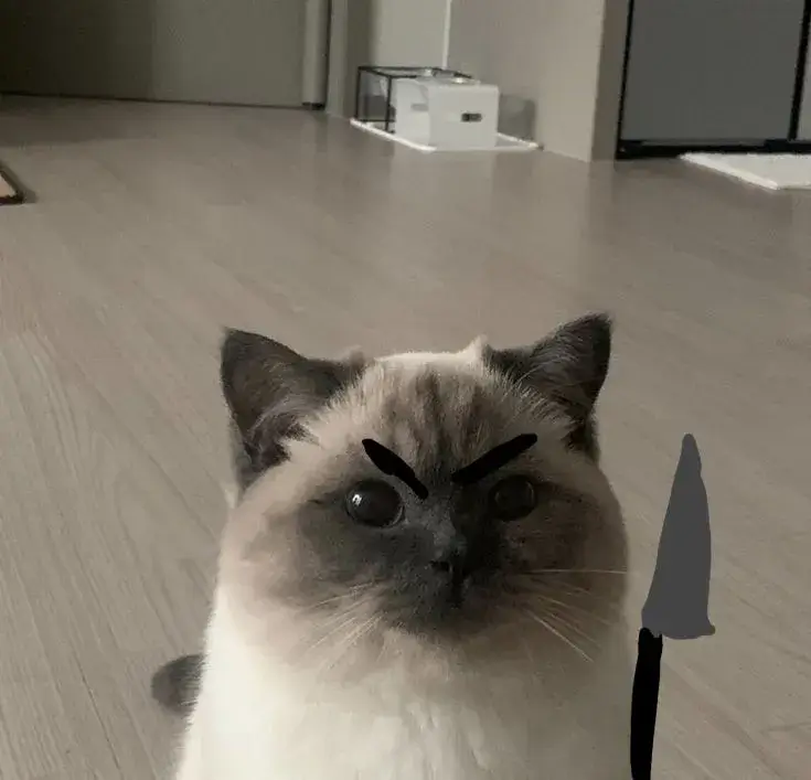 Meme mèo phán xét được chế thành trào lưu mạng xã hội