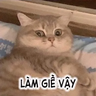 Meme mèo phán xét khiến tôi nhớ lúc bị soi