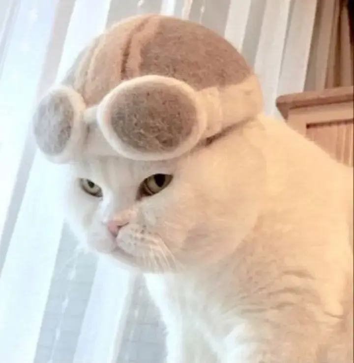 Meme mèo phán xét như thầy cô khi điểm kém