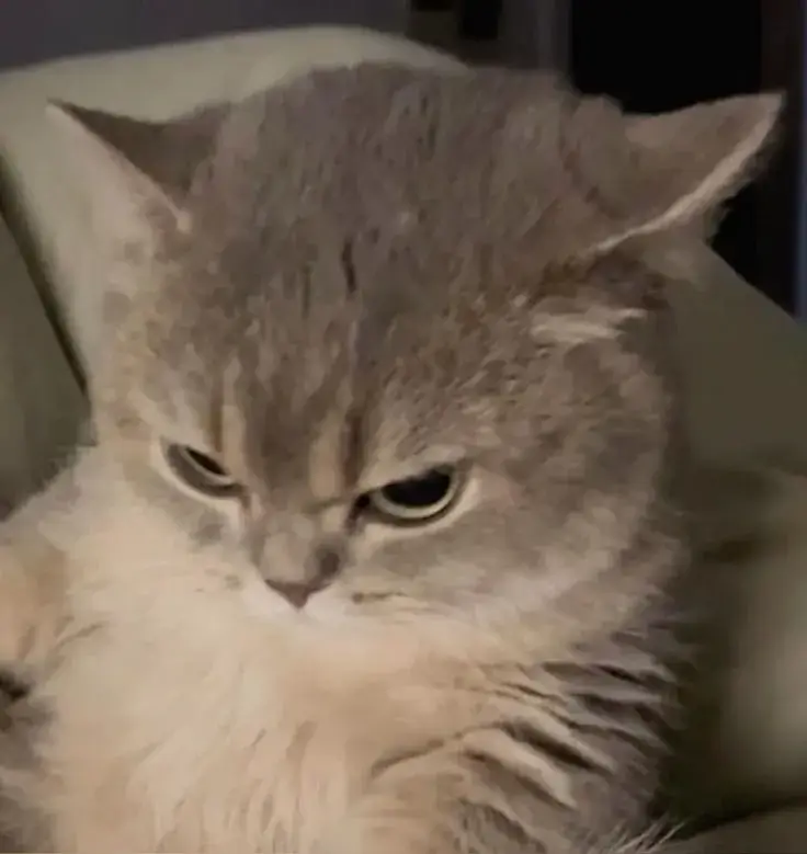 Meme mèo phán xét gợi cảm giác quê rụng rời