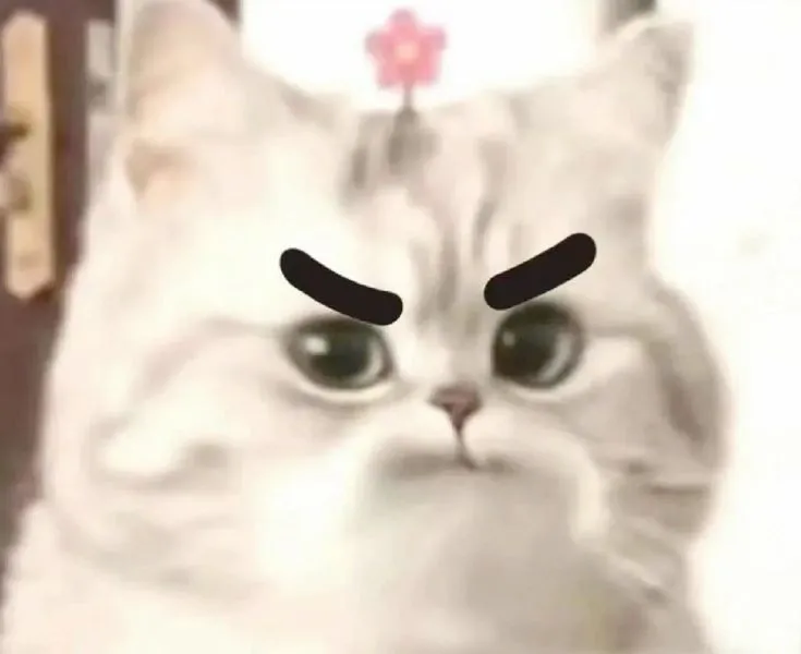 Meme mèo phán xét làm tôi nhớ lần nói hớ