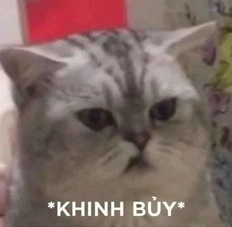 Meme mèo phán xét y như khi bạn bắt quả tang
