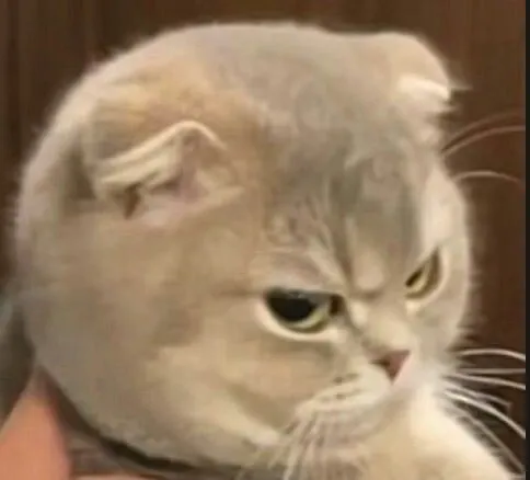 Đôi mắt mèo trừng trừng gợi lại ký ức ngượng ngùng