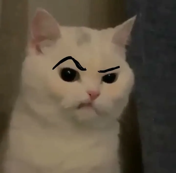 Bộ sưu tập 50+ ảnh Meme Mèo Phán Xét với đủ cung bậc từ hài hước đến gắt gao