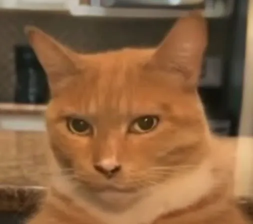 Meme mèo phán xét khiến tôi bật cười vì quá đúng