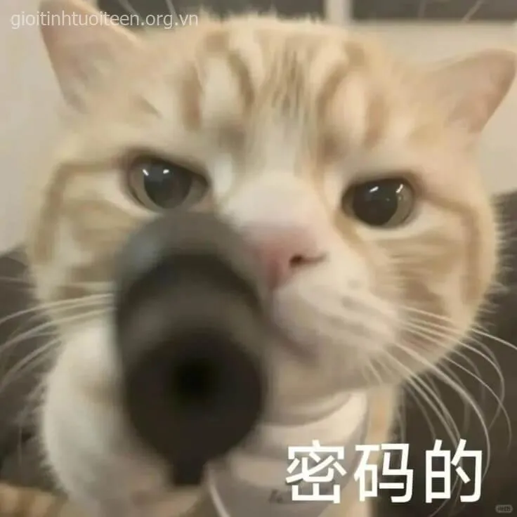 Meme mèo chỉa súng phán xét được Gen Z dùng cực phổ biến