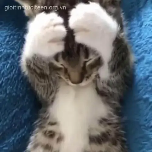 Vẻ mặt mèo ôm đầu run sợ, ánh mắt thất thần.