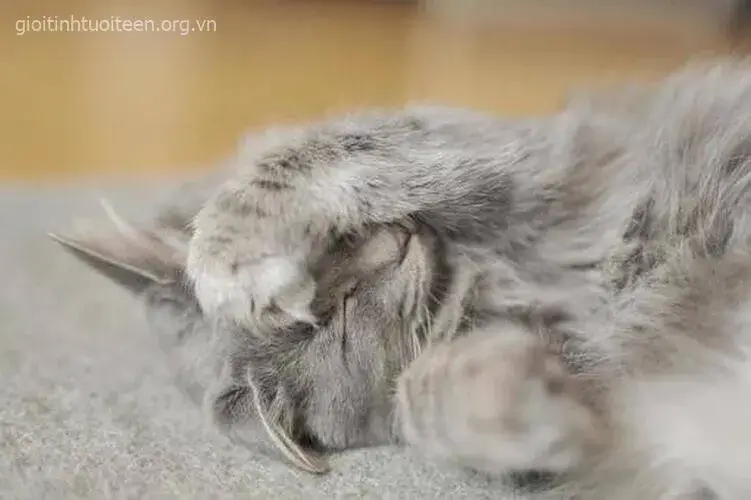 BST Meme Mèo Ôm Đầu la hét, khóc lóc cảm xúc hoảng loạn hài hước