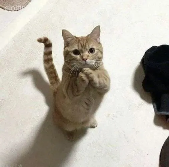 Meme mèo ôm đầu khóc, khuôn mặt buồn bã nhìn cực bựa