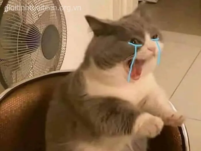 Ảnh mèo khóc thảm, biểu cảm đau khổ khiến ai cũng buồn cười