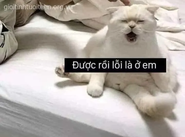 Hình mèo khóc che miệng, ánh mắt đau khổ nhìn rất hài