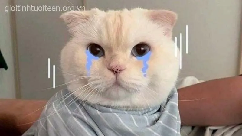Meme mèo khóc buồn, biểu cảm tủi thân trông thật sự dễ thương