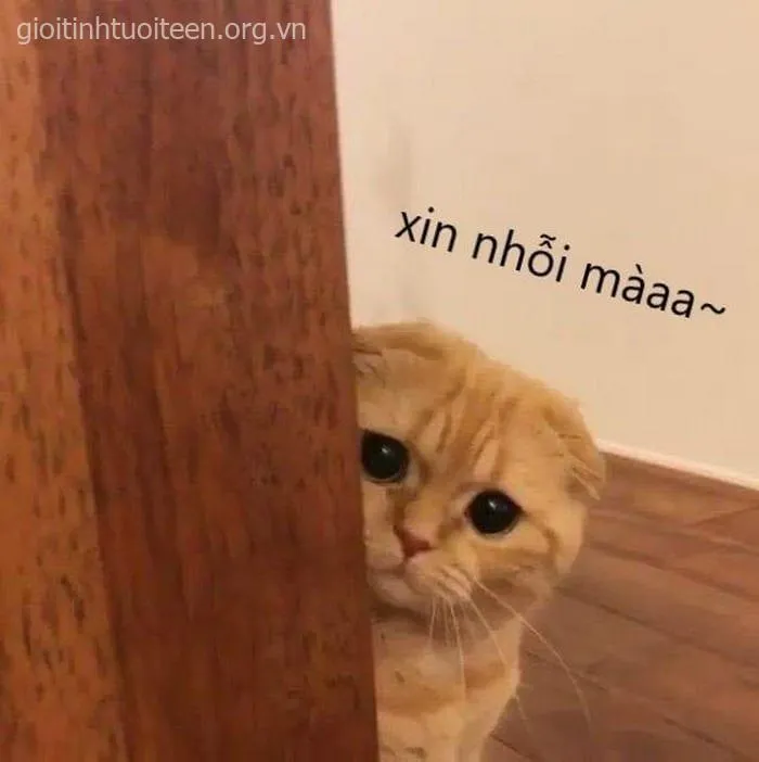 Meme mèo ôm đầu khóc, biểu cảm buồn đau nhưng cute vô cùng