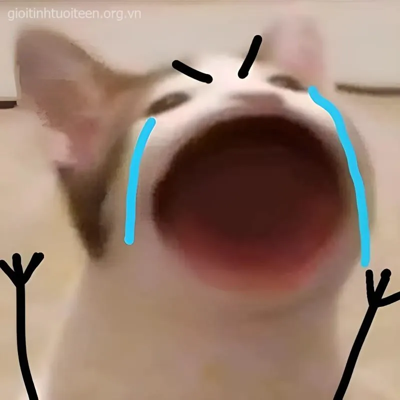 Ảnh mèo khóc sướt mướt, biểu cảm buồn tủi trông thật bựa