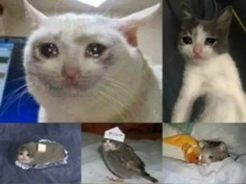 Hình mèo khóc che miệng, biểu cảm vừa đau khổ vừa hài