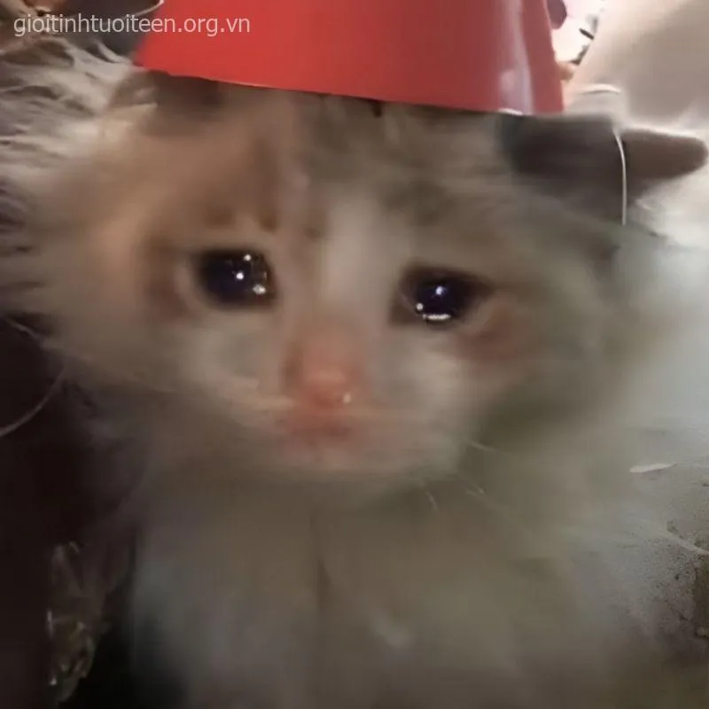 Meme mèo khóc nức nở, gương mặt tủi thân khiến ai cũng cười