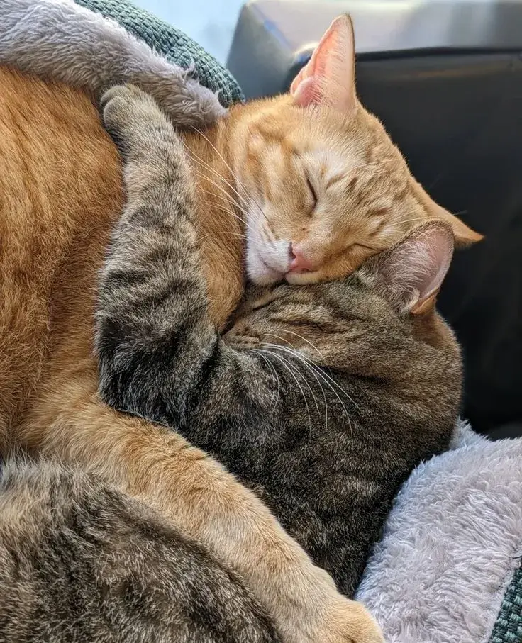 Selfish Meme – Thế Giới Meme, Ảnh Chế, Avatar, Hình Nền