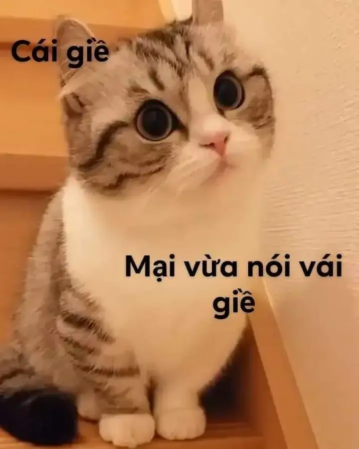 Meme mèo phán xét gợi đồng cảm cộng đồng mạng