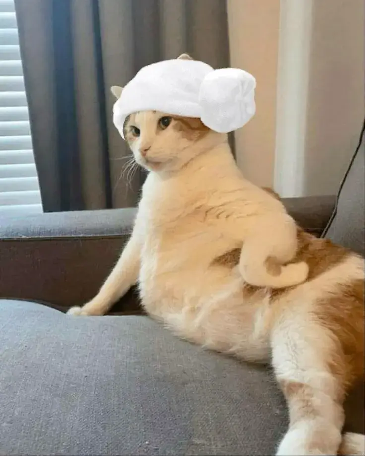 Meme mèo phán xét châm biếm thói quen hằng ngày