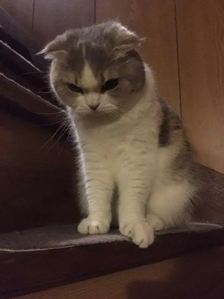 Nét mặt mèo ngây ngô nhưng liếc đầy mỉa mai