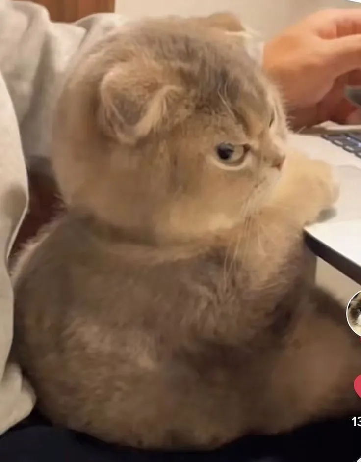 Mèo liếc sắc bén tạo cảm giác vừa hài vừa thật