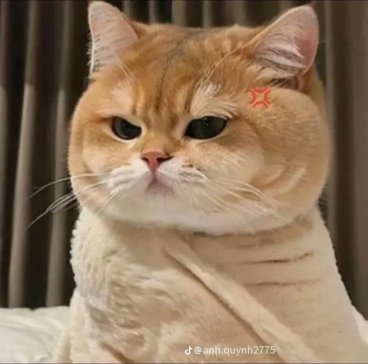 Biểu cảm mèo cam lạnh nhạt nhưng đầy tính giễu nhại