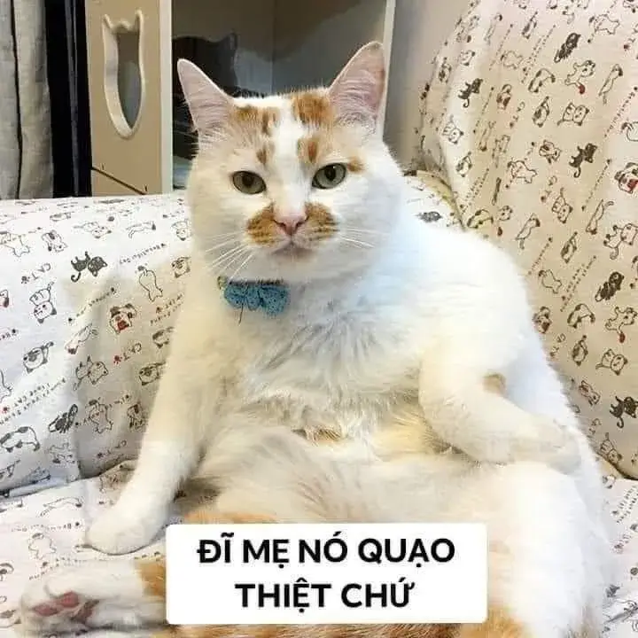 Meme mèo phán xét với ánh mắt lạnh lùng buồn cười