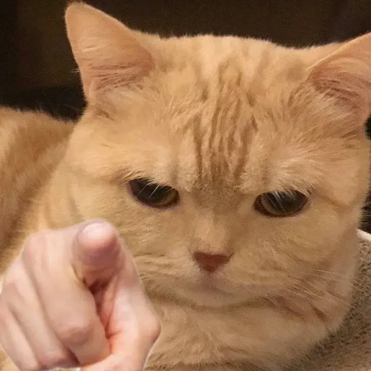 Mèo cam chỉ tay phán xét cực gắt