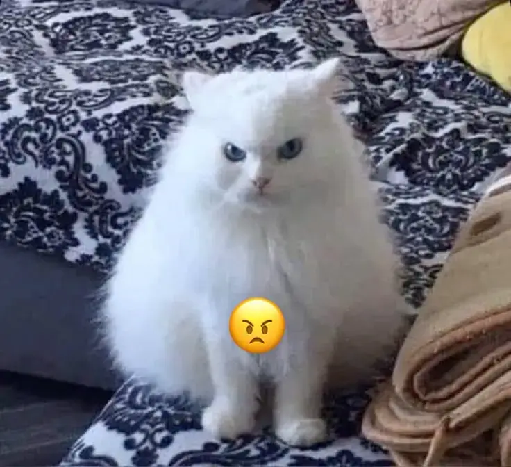 Biểu cảm mèo lạnh tanh pha chút châm chọc tinh nghịch