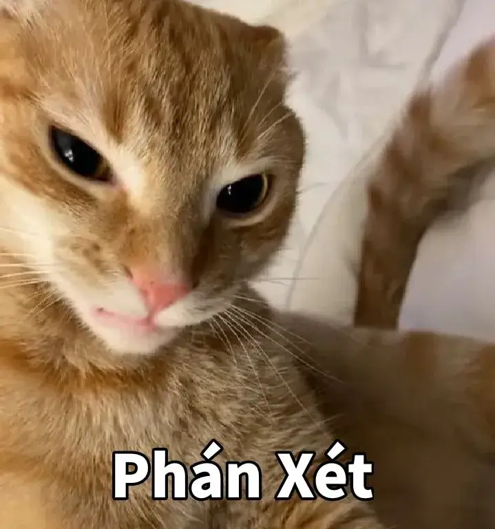 Đôi mắt mèo cam trợn tròn nhìn cực kỳ gay gắt