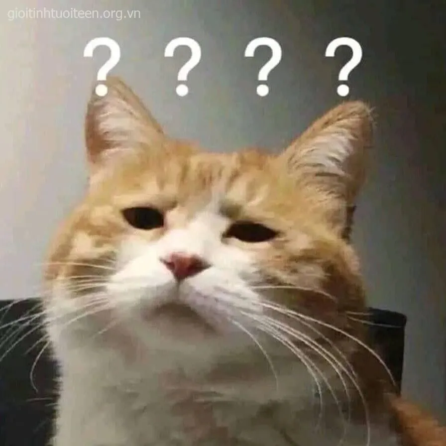 Hình mèo giật mình đứng im, gương mặt hoảng hốt cực ngố