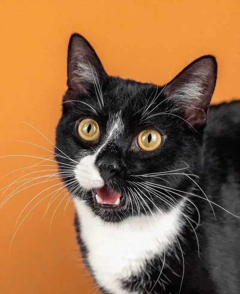 Meme mèo bất ngờ sững lại, ánh mắt hoảng loạn khó đỡ