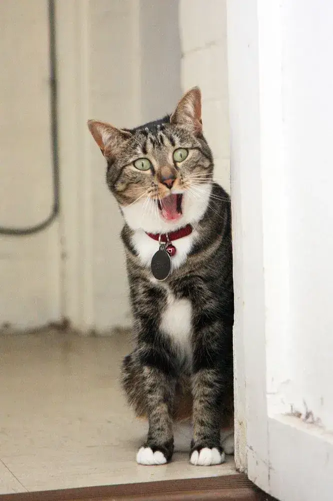 Ảnh mèo giật mình, ánh mắt tròn xoe buồn cười khó cưỡng