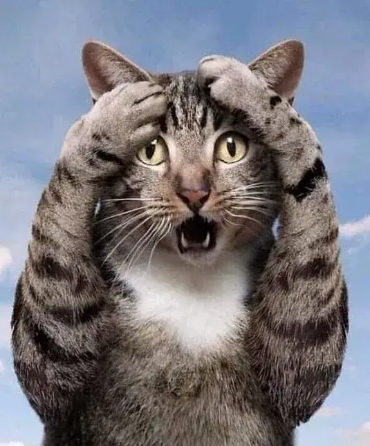 Meme mèo bất ngờ nhảy dựng lên, biểu cảm cực lầy lội